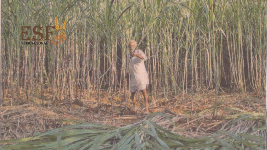 Extension Systems Foundation International (esfi) Sugarcane with Farmer